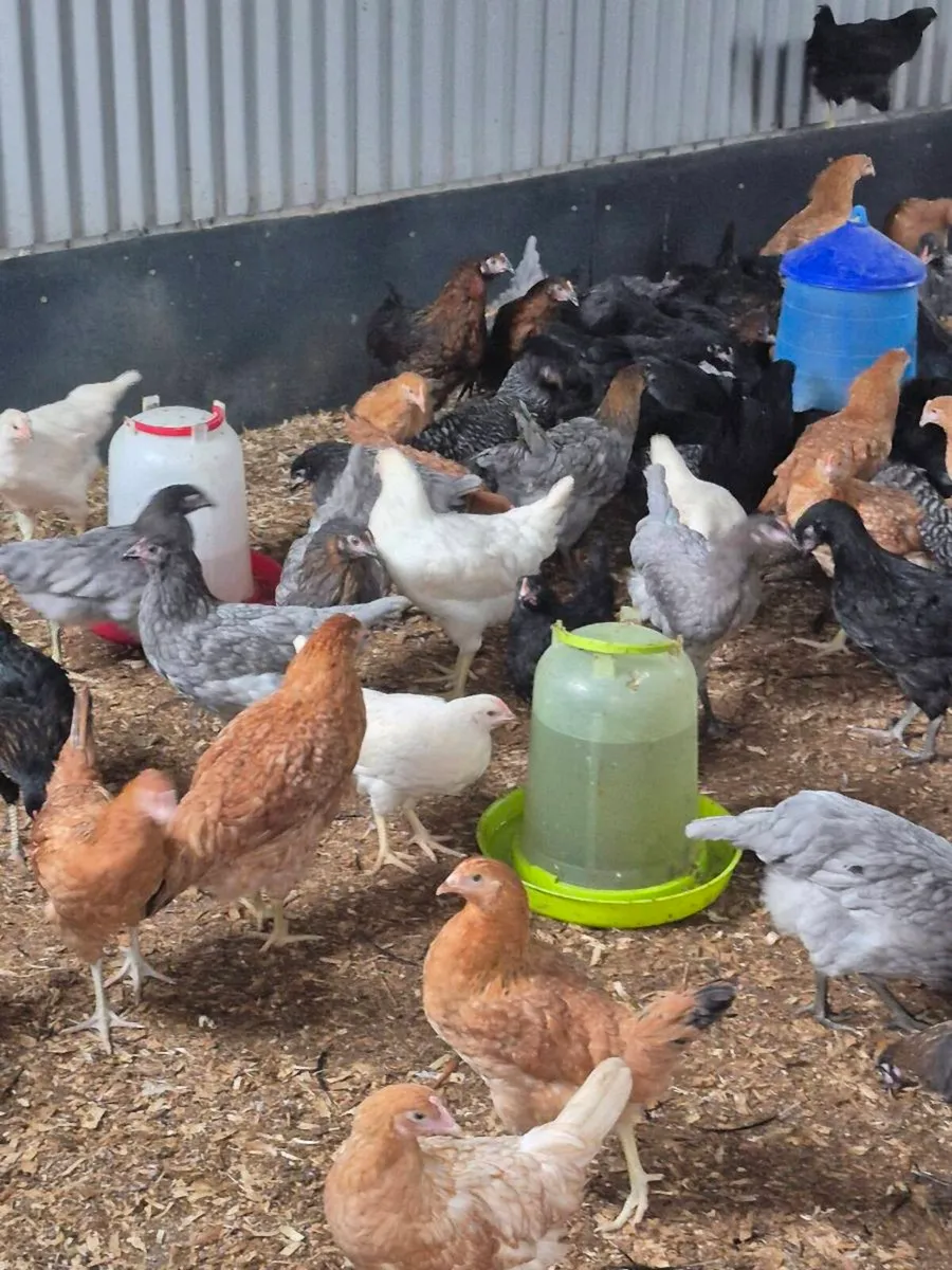 Point of Lay Hens for Sale - Image 3