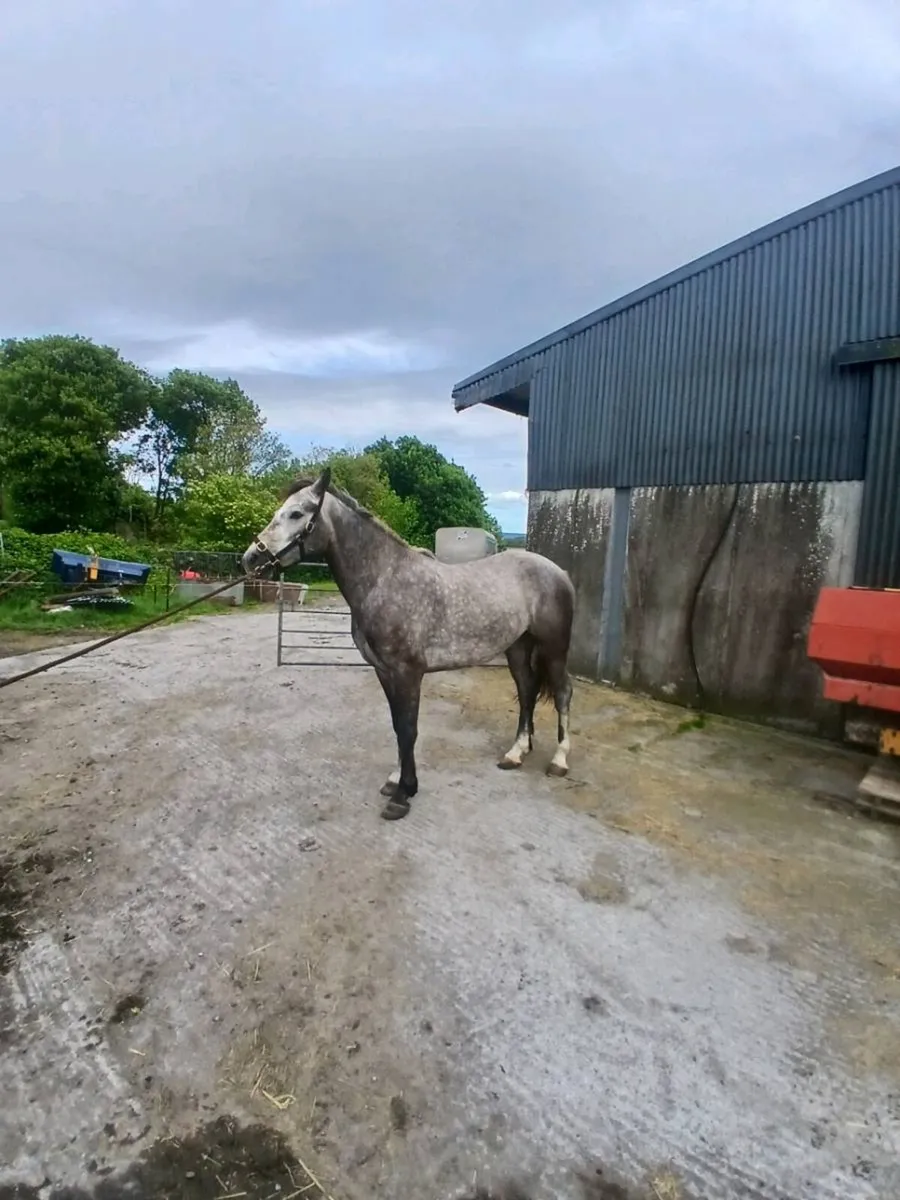 Connemara pony - Image 1