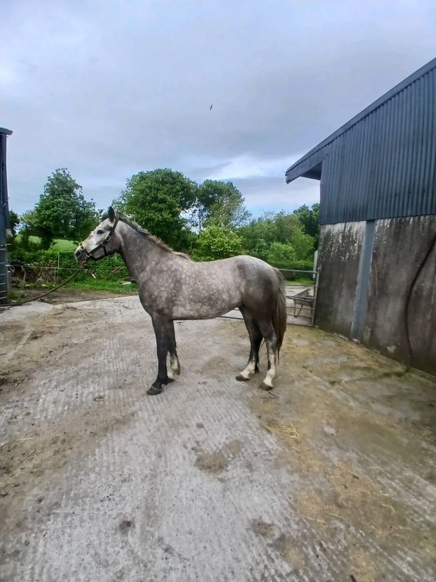 Connemara pony - Image 3