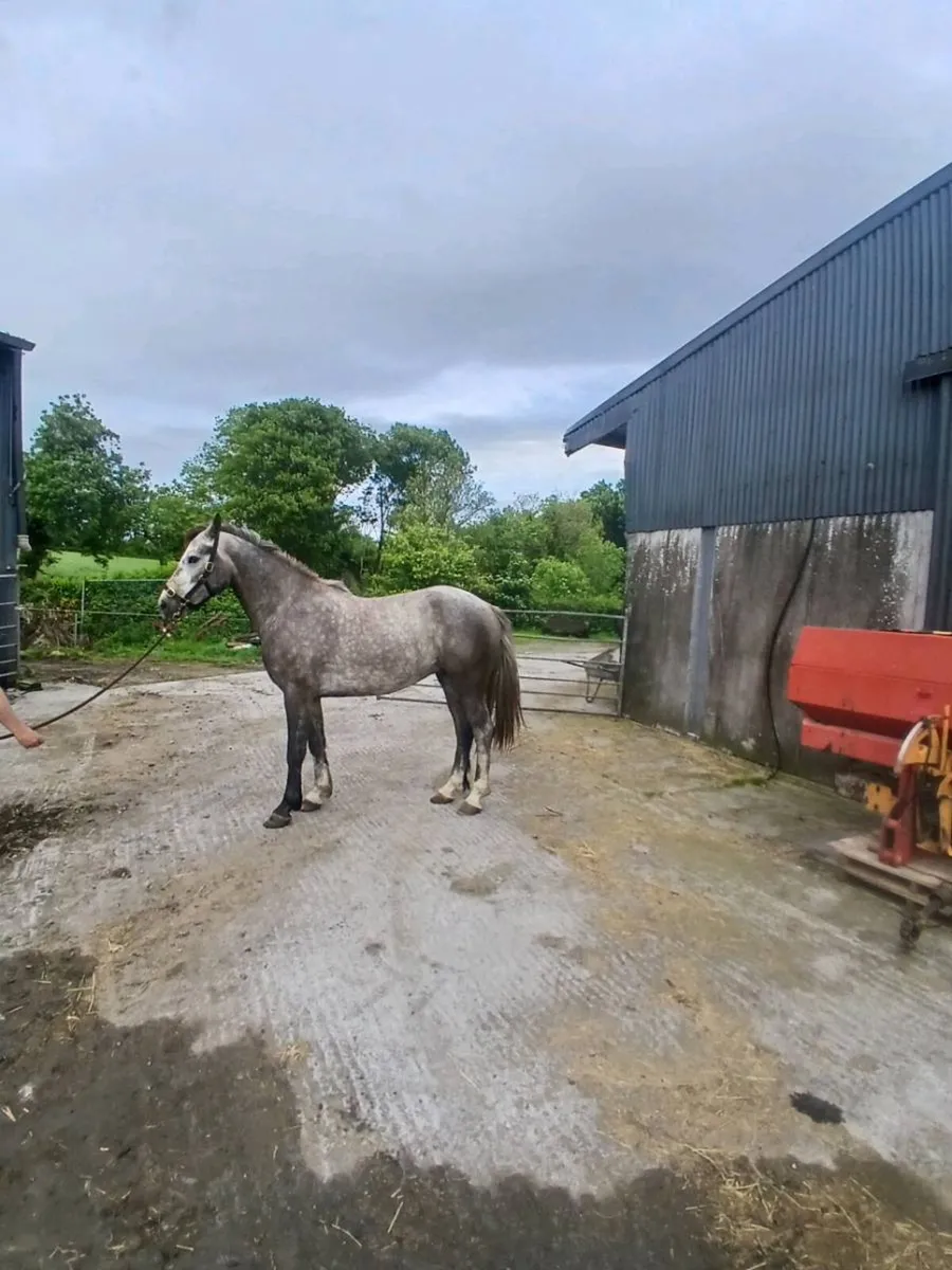 Connemara pony - Image 4
