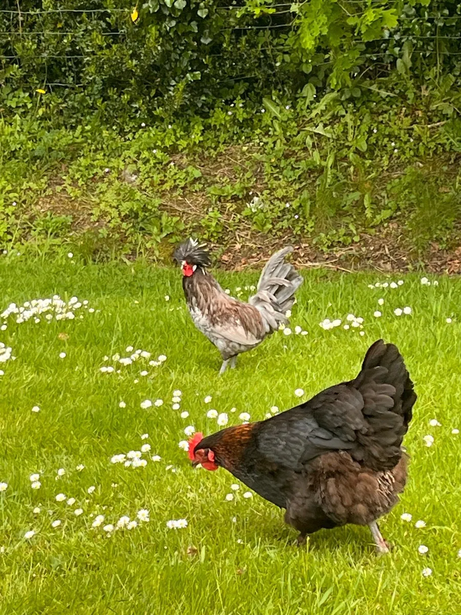 Hens and roosters - Image 1