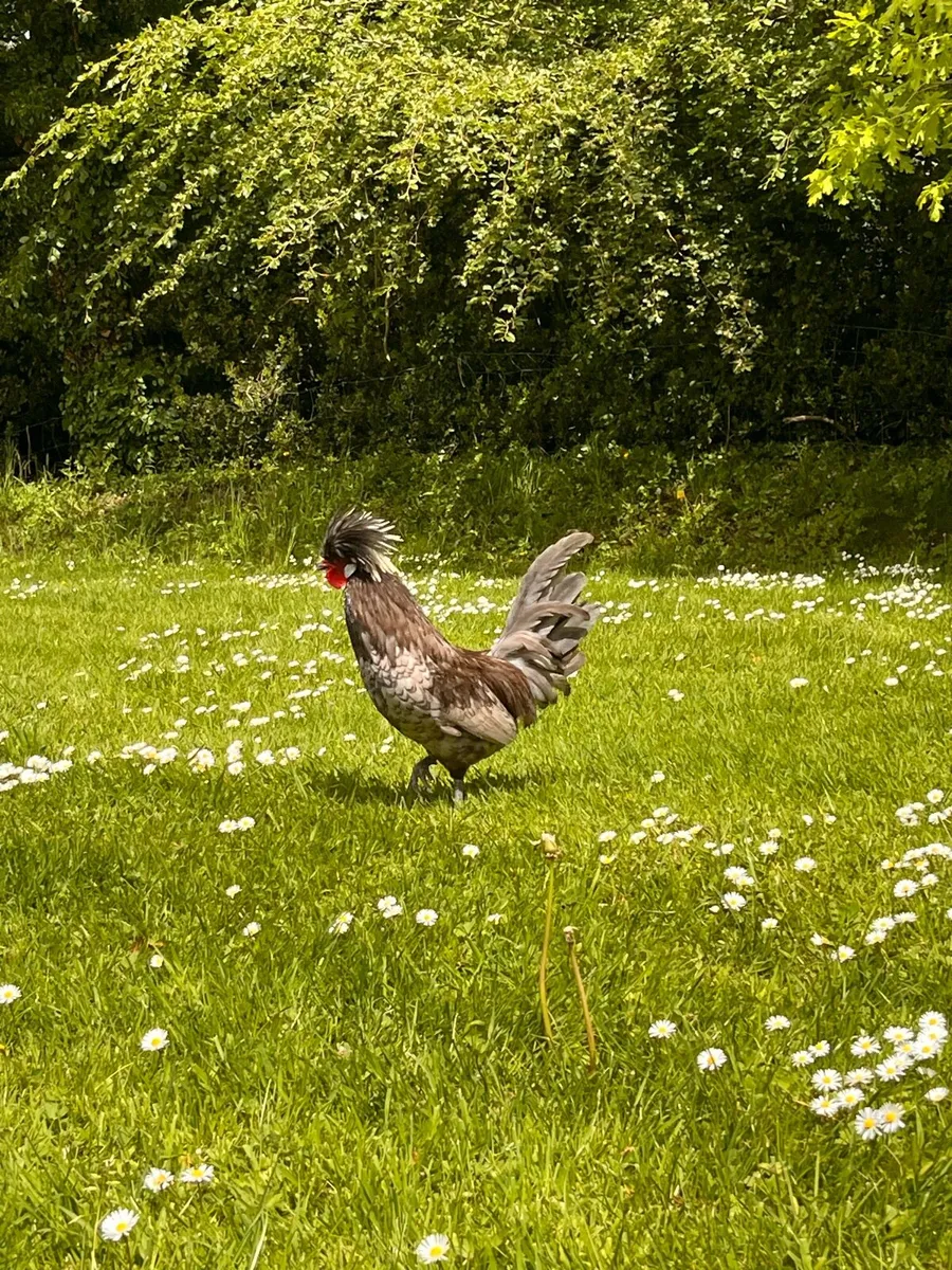 Hens and roosters - Image 2