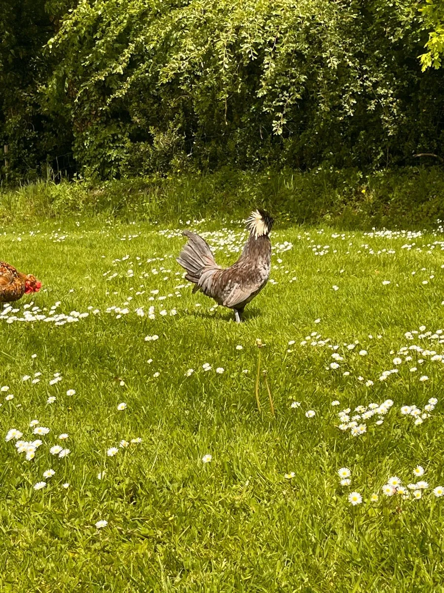 Hens and roosters - Image 3
