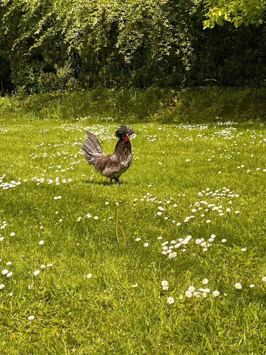 Hens and roosters - Image 4