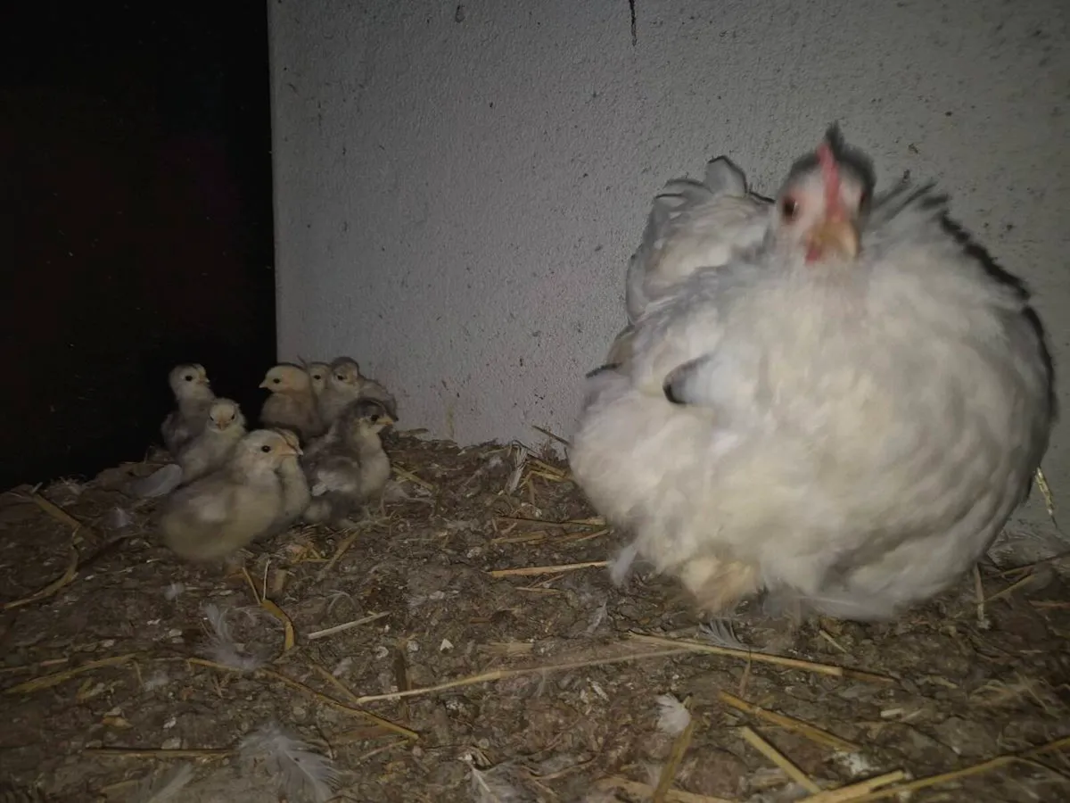 Pb hens and ducks - Image 1