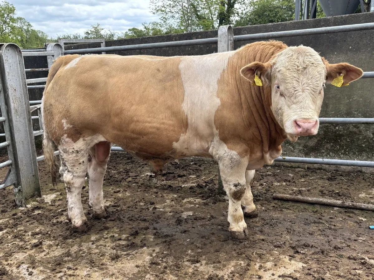 Pedigree Simmental Bulls - Image 1