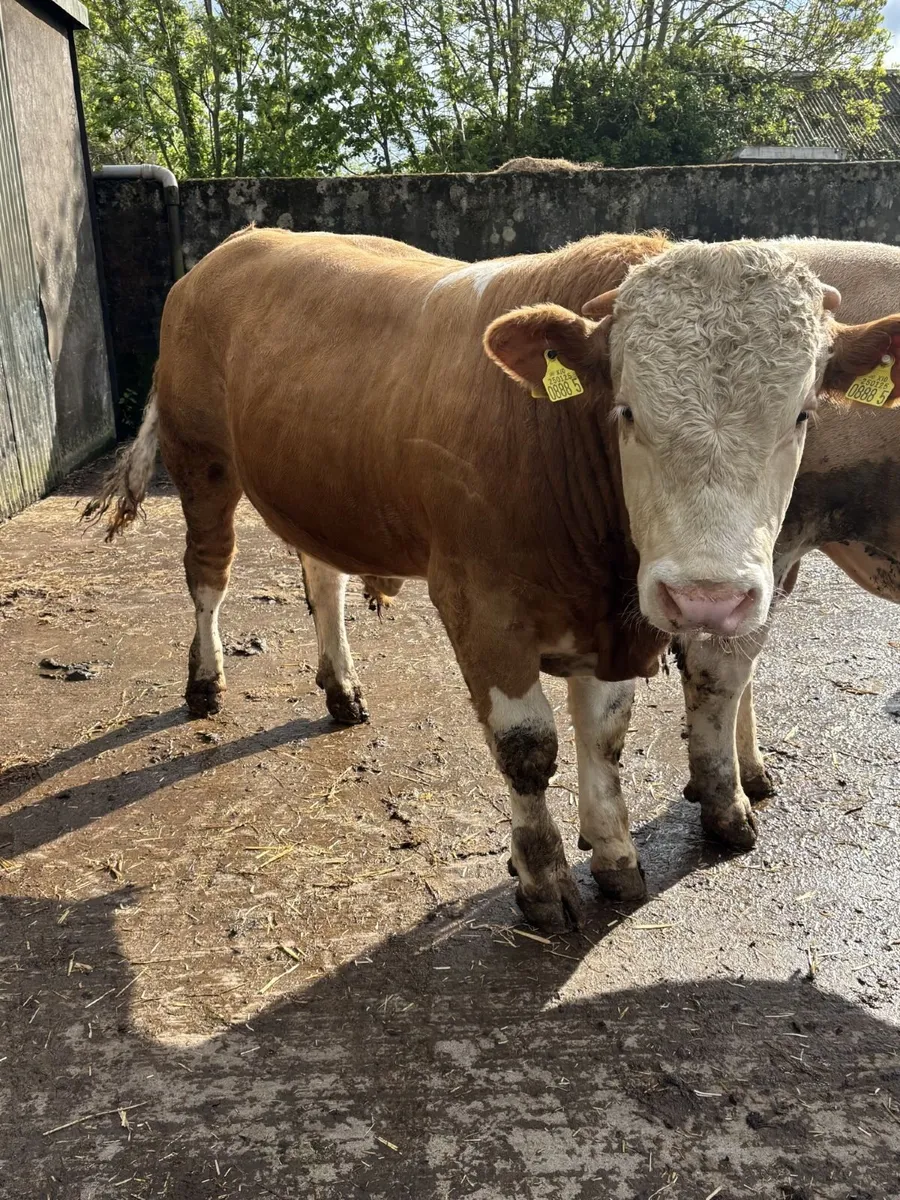 Pedigree Simmental Bulls - Image 3