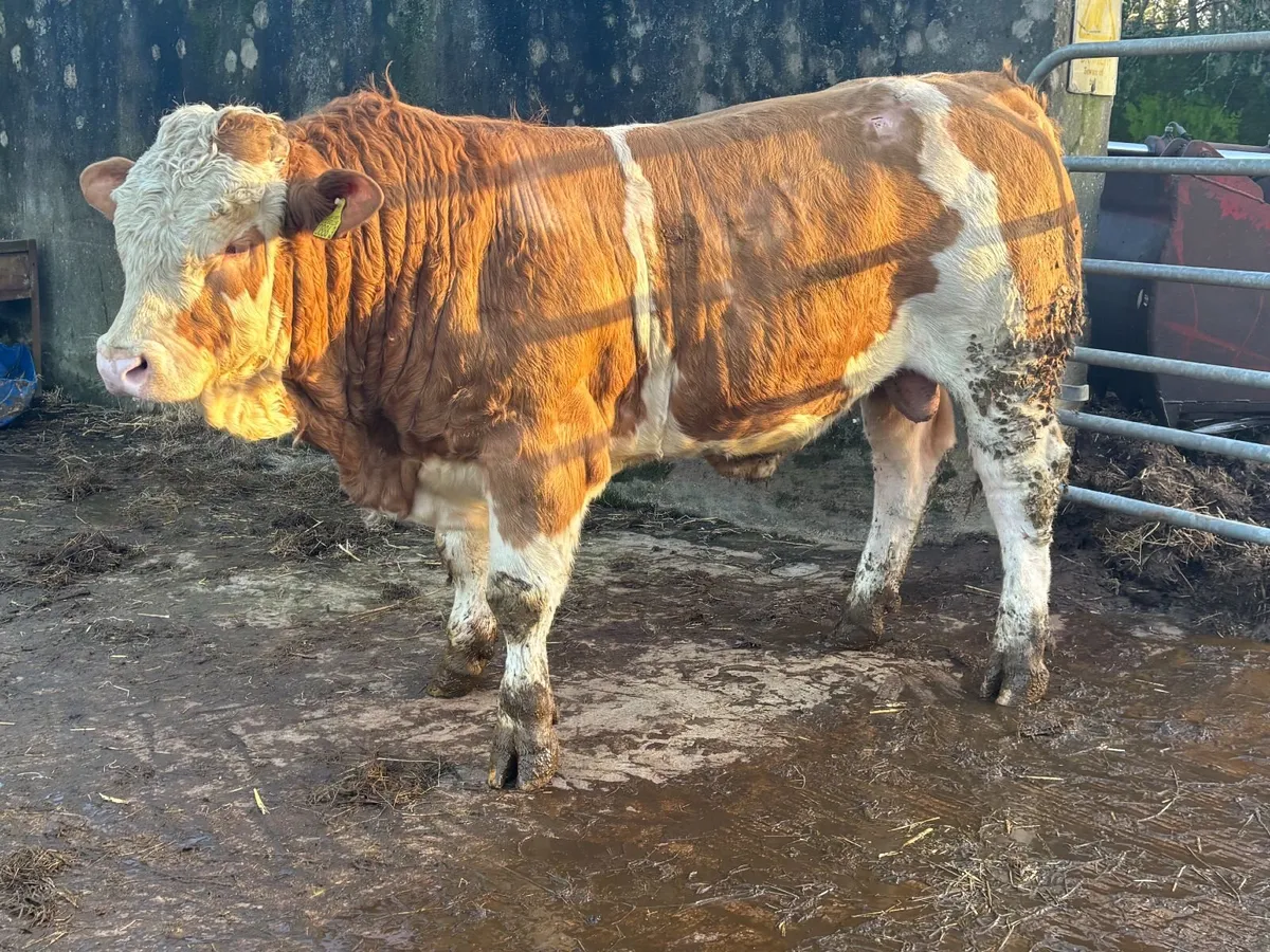 Pedigree Simmental Bulls - Image 4