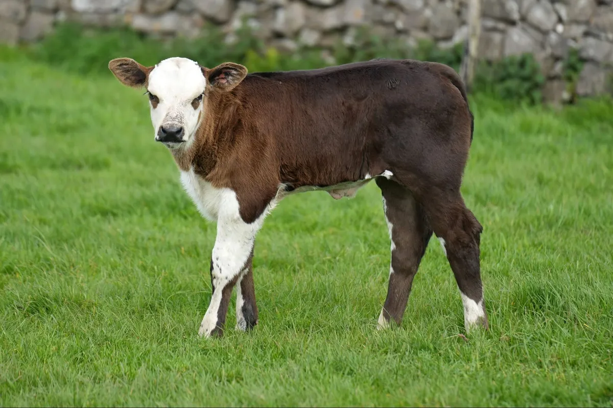 3 Super Simmental x Cows & Calves - Image 4