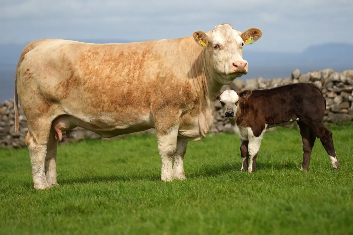 3 Super Simmental x Cows & Calves - Image 1