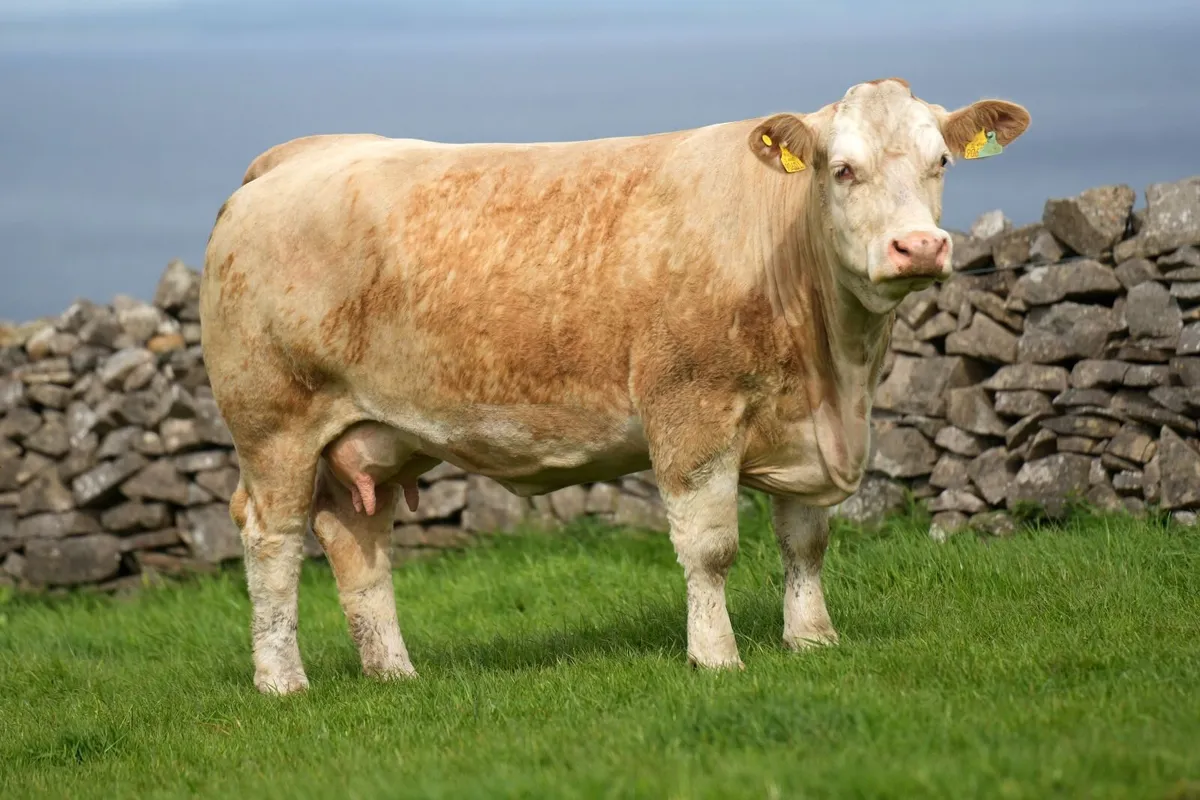 3 Super Simmental x Cows & Calves - Image 2