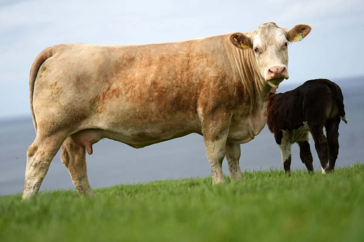 3 Super Simmental x Cows & Calves - Image 3