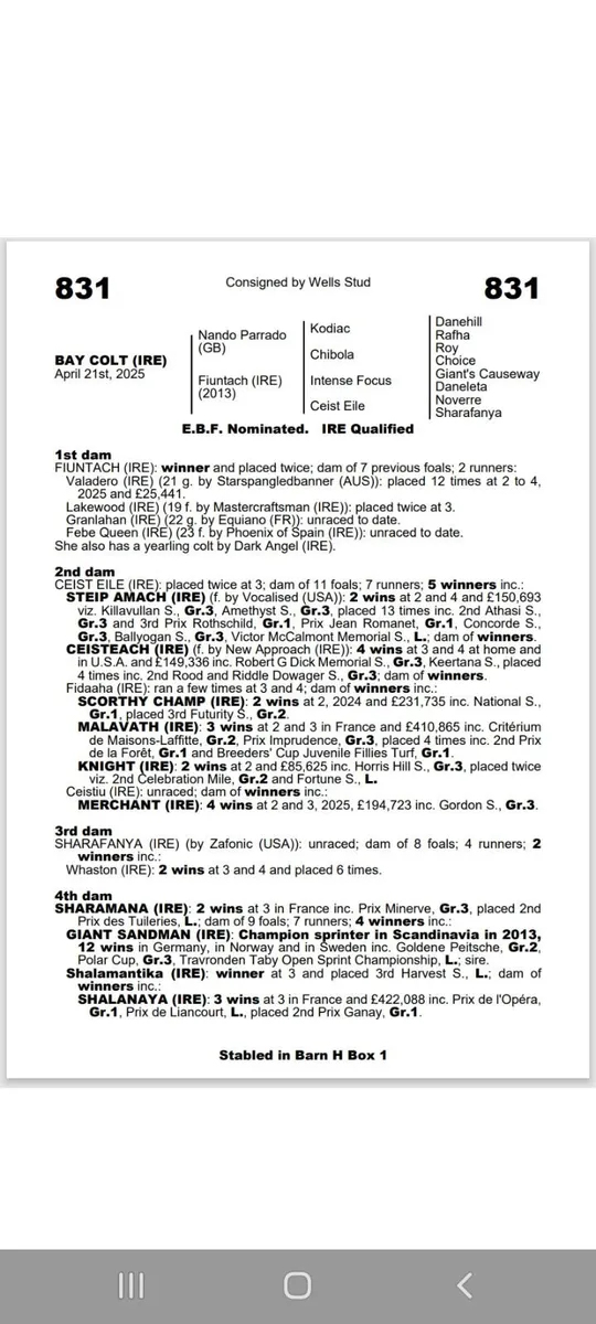 Winning Thoroughbred Mare - Image 4