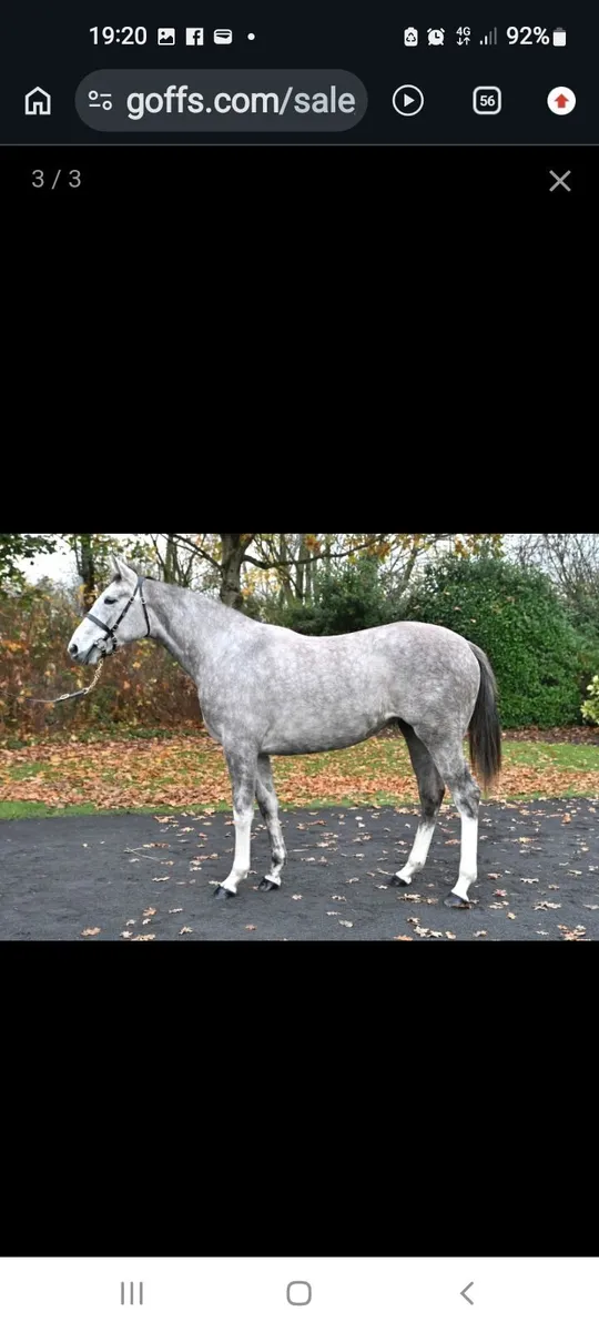 Winning Thoroughbred Mare - Image 2