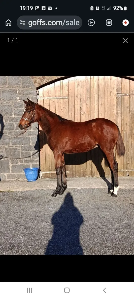Winning Thoroughbred Mare - Image 3