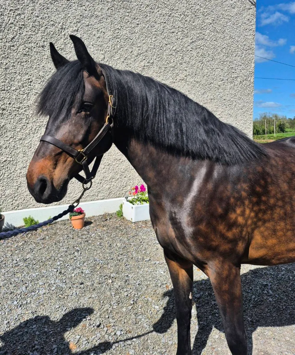 5 Year old Mare - Image 1