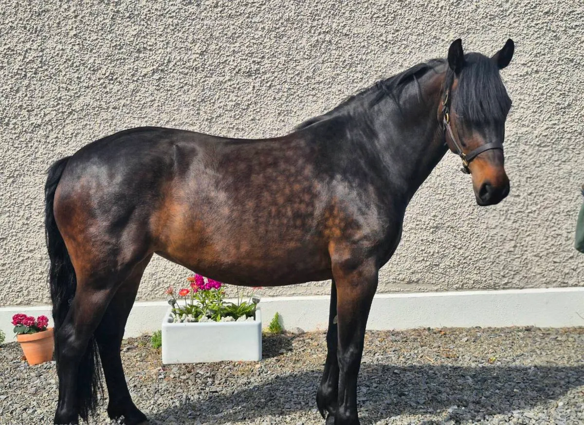 5 Year old Mare - Image 2