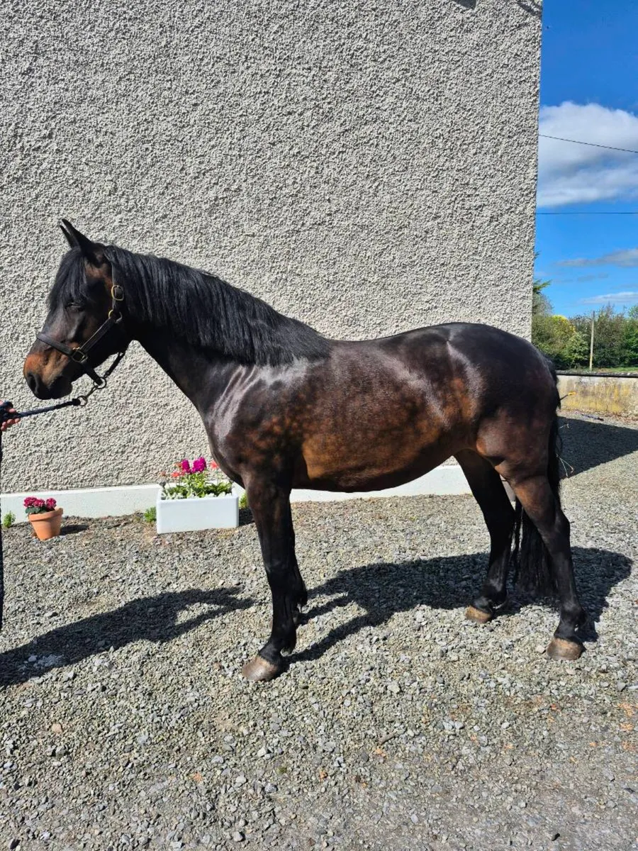 5 Year old Mare - Image 3