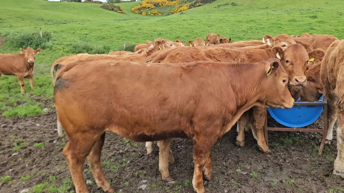 30 Exceptional U+ Grade Limousin Heifers. - Image 4