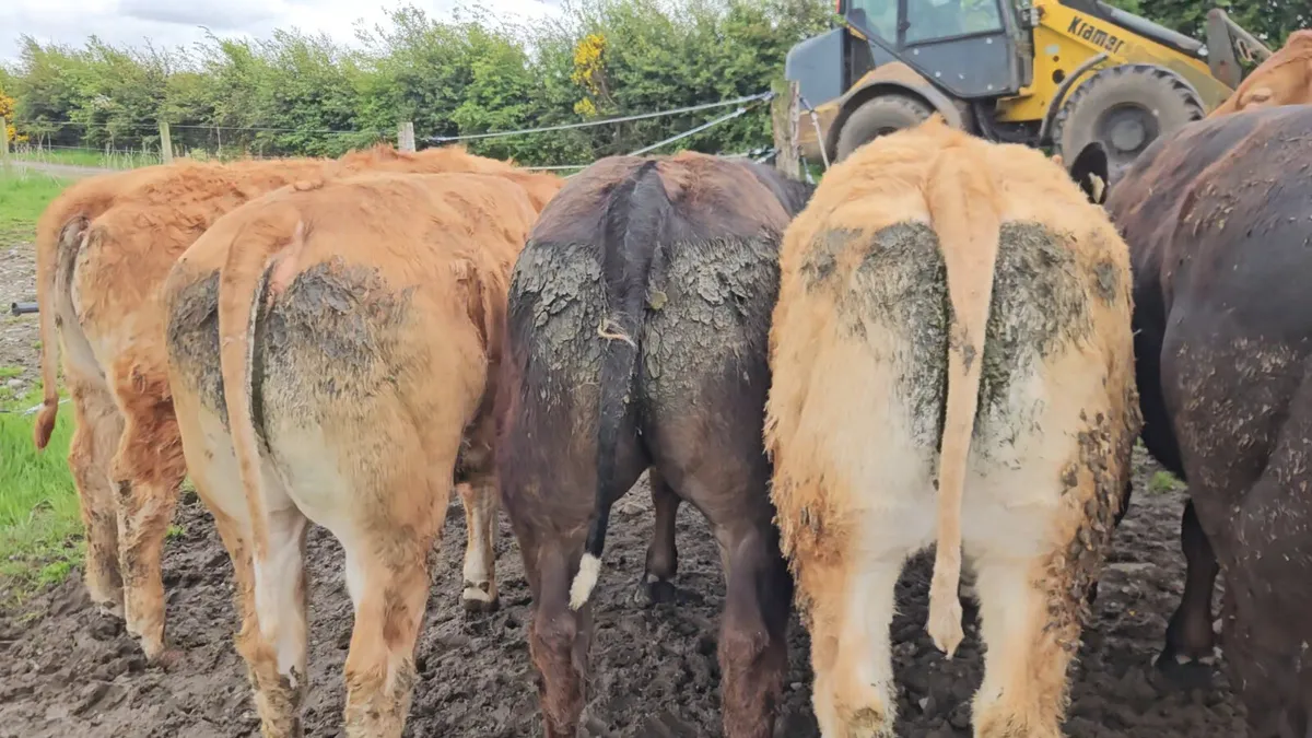 30 Exceptional U+ Grade Limousin Heifers. - Image 2