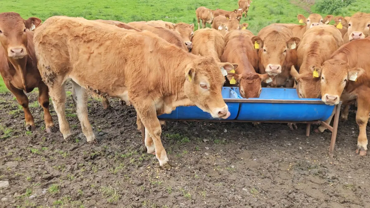 30 Exceptional U+ Grade Limousin Heifers. - Image 3