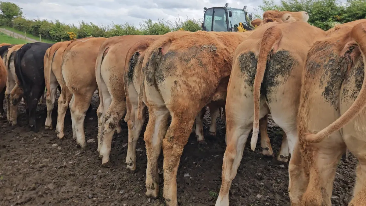 30 Exceptional U+ Grade Limousin Heifers. - Image 1