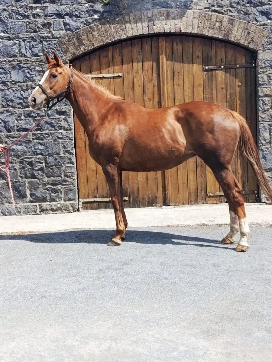 Winning Thoroughbred Mare - Image 1