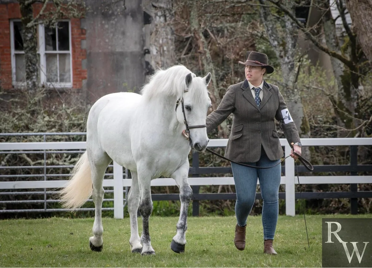 Class One Connemara at Stud - Image 4