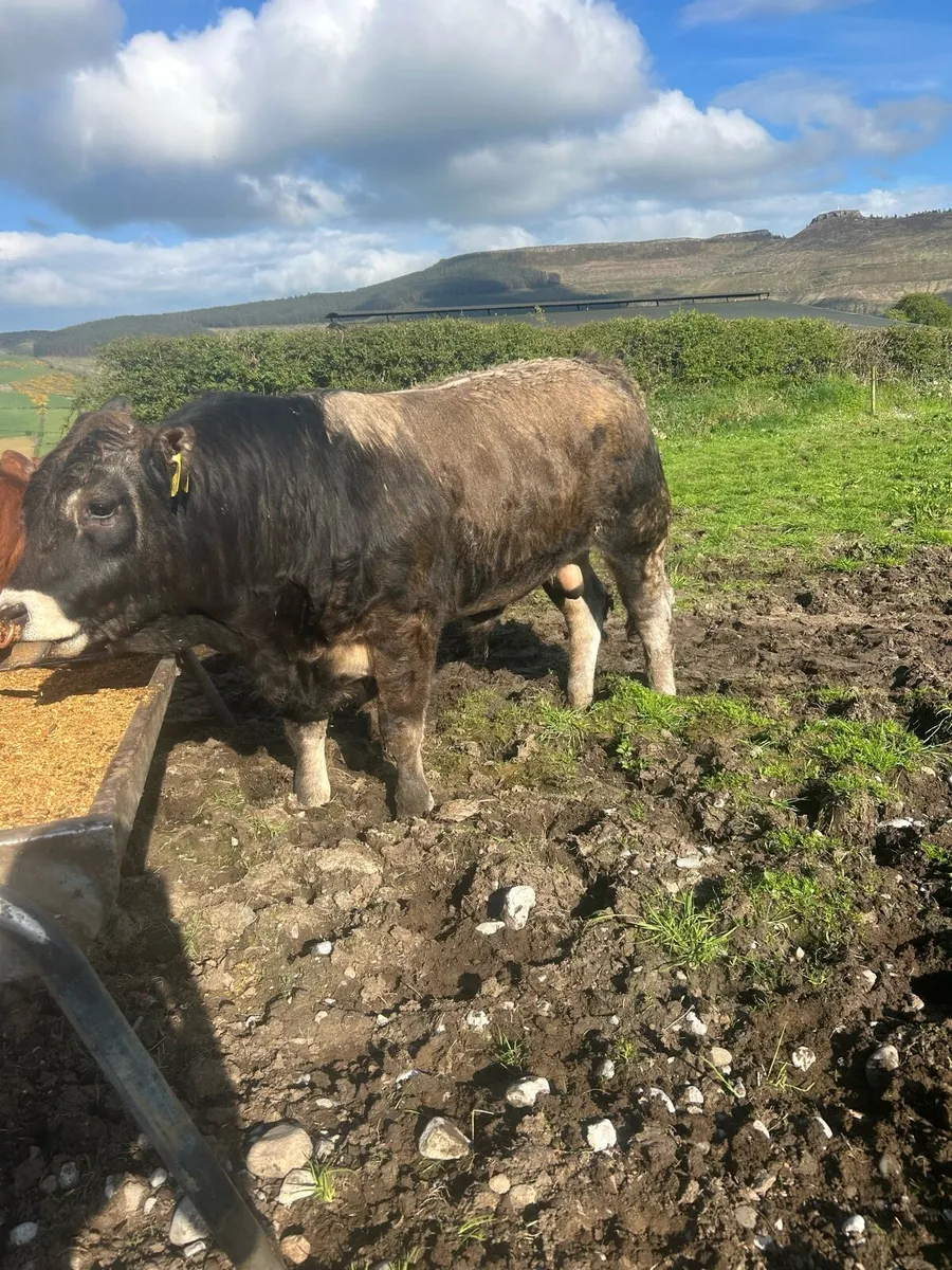 Pedigree Aubrac Bull - Image 2