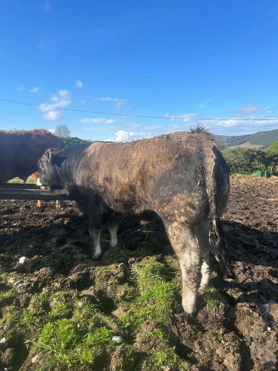 Pedigree Aubrac Bull - Image 3
