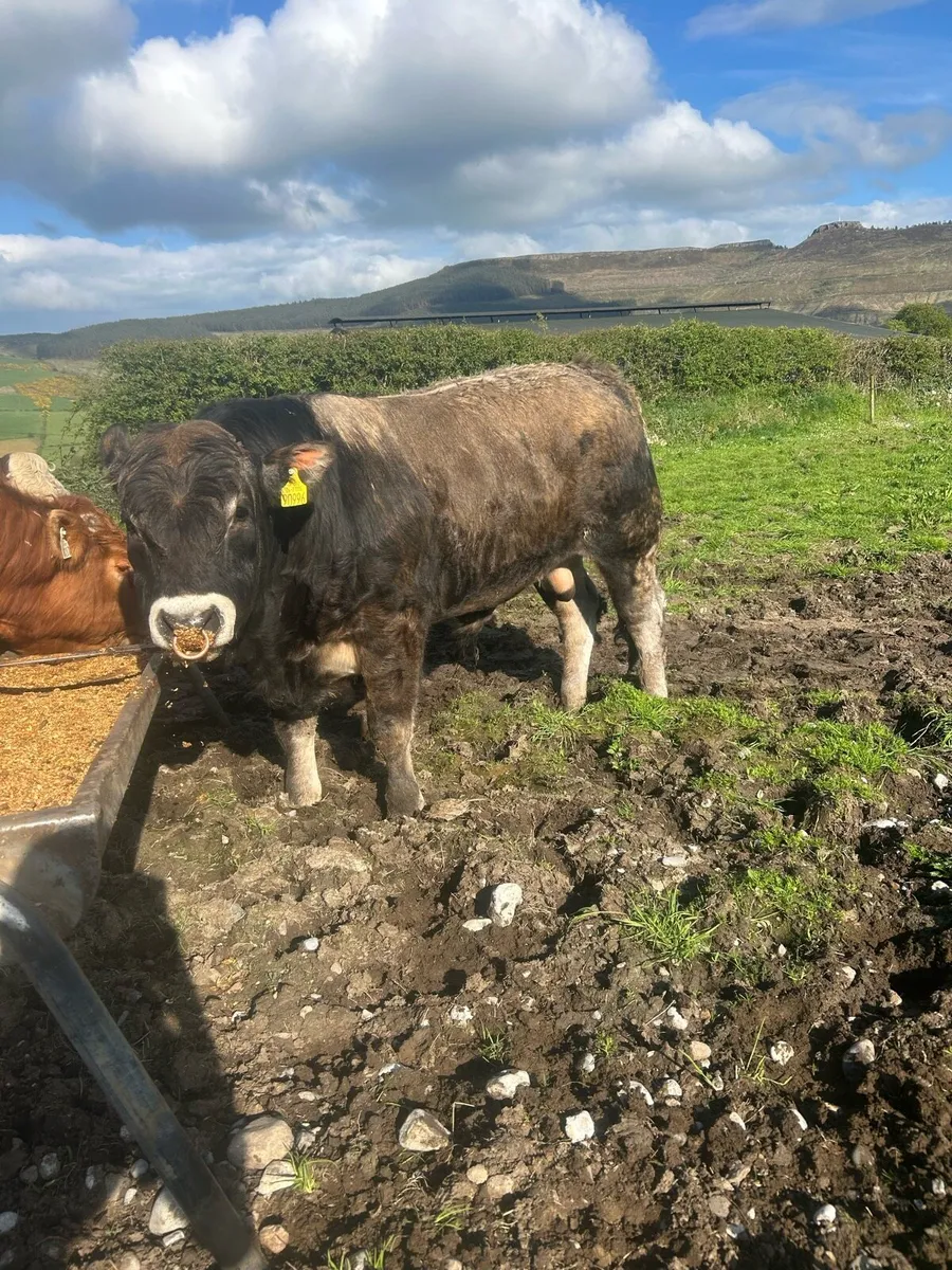 Pedigree Aubrac Bull - Image 1