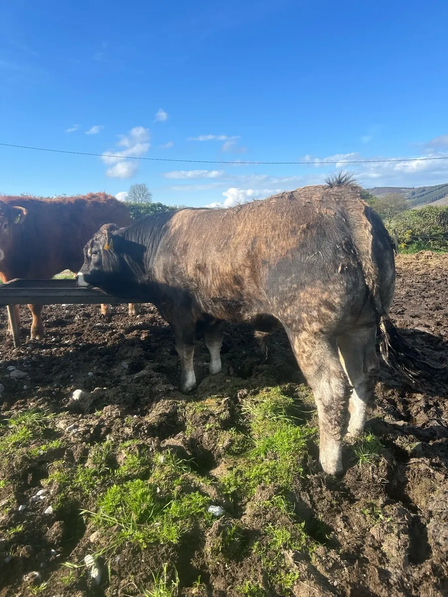Pedigree Aubrac Bull - Image 4