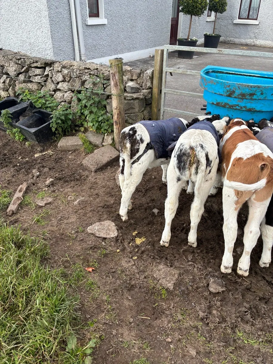 BB calves for sale - Image 3