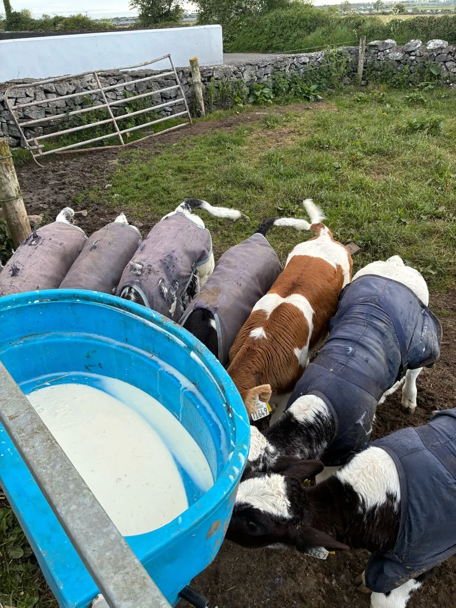 BB calves for sale - Image 4