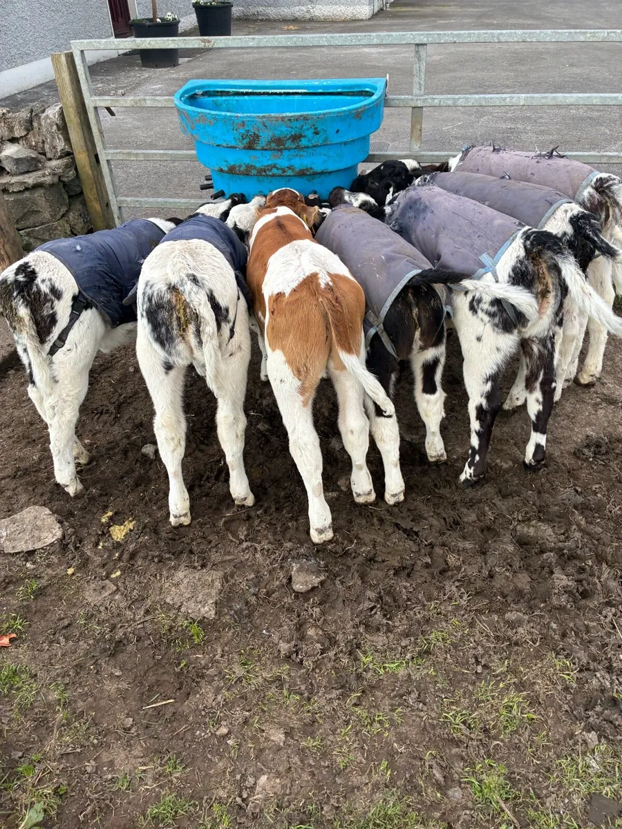 BB calves for sale - Image 1