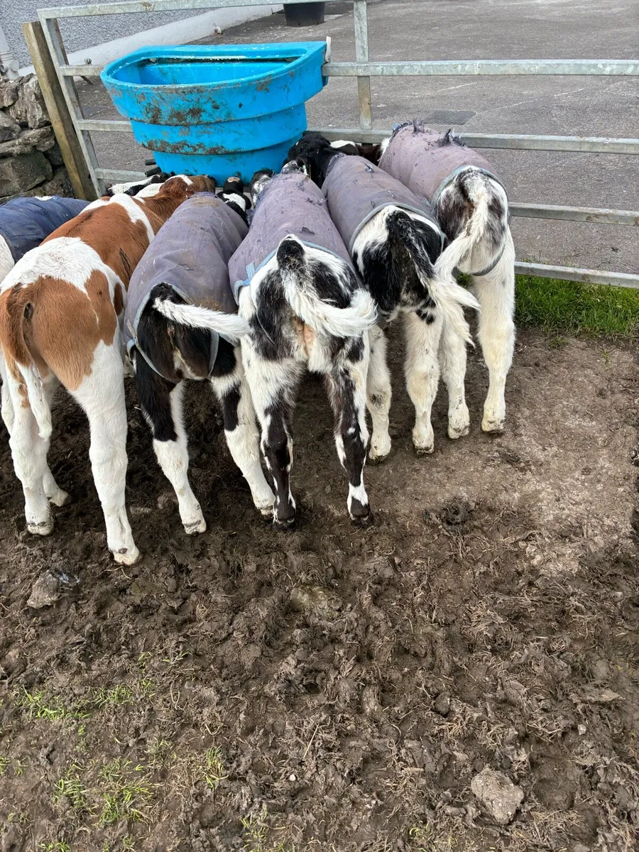 BB calves for sale - Image 2