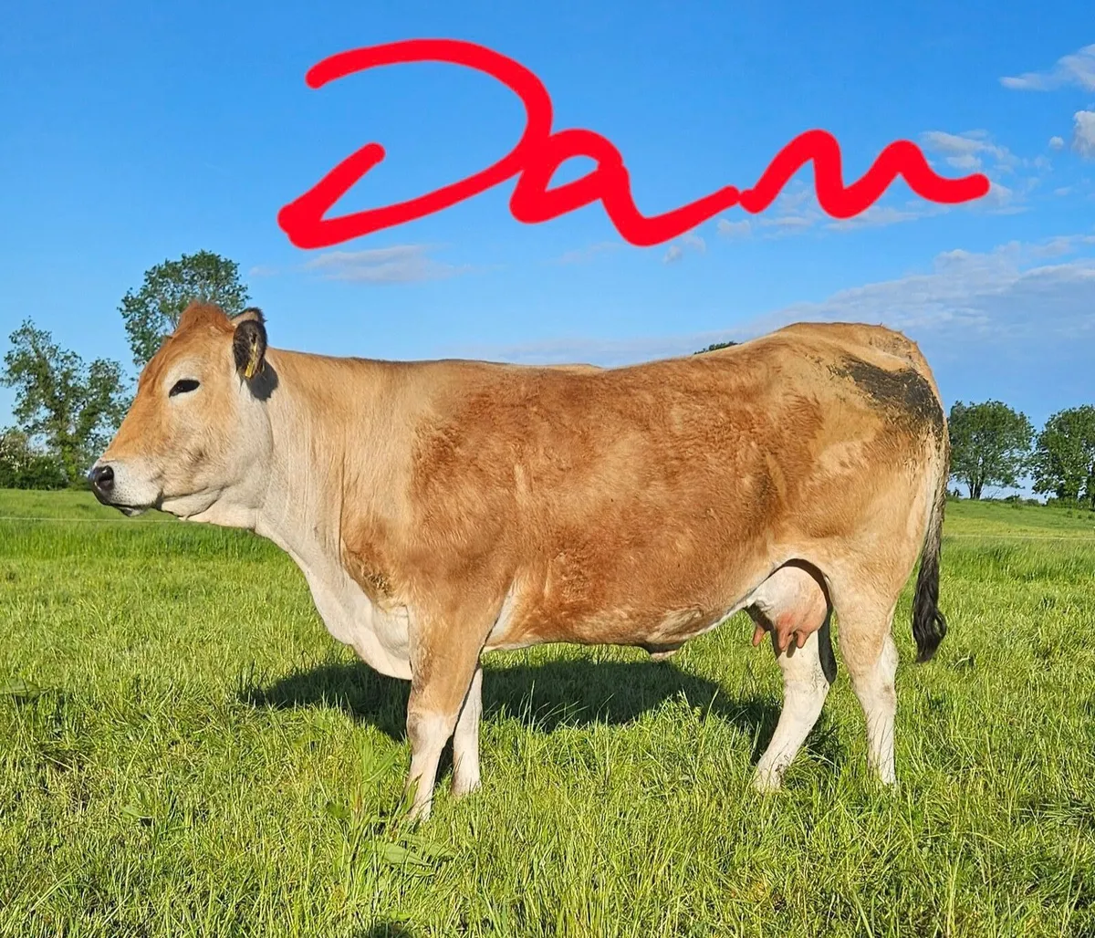 Pedigree Parthenaise heifer - Image 4