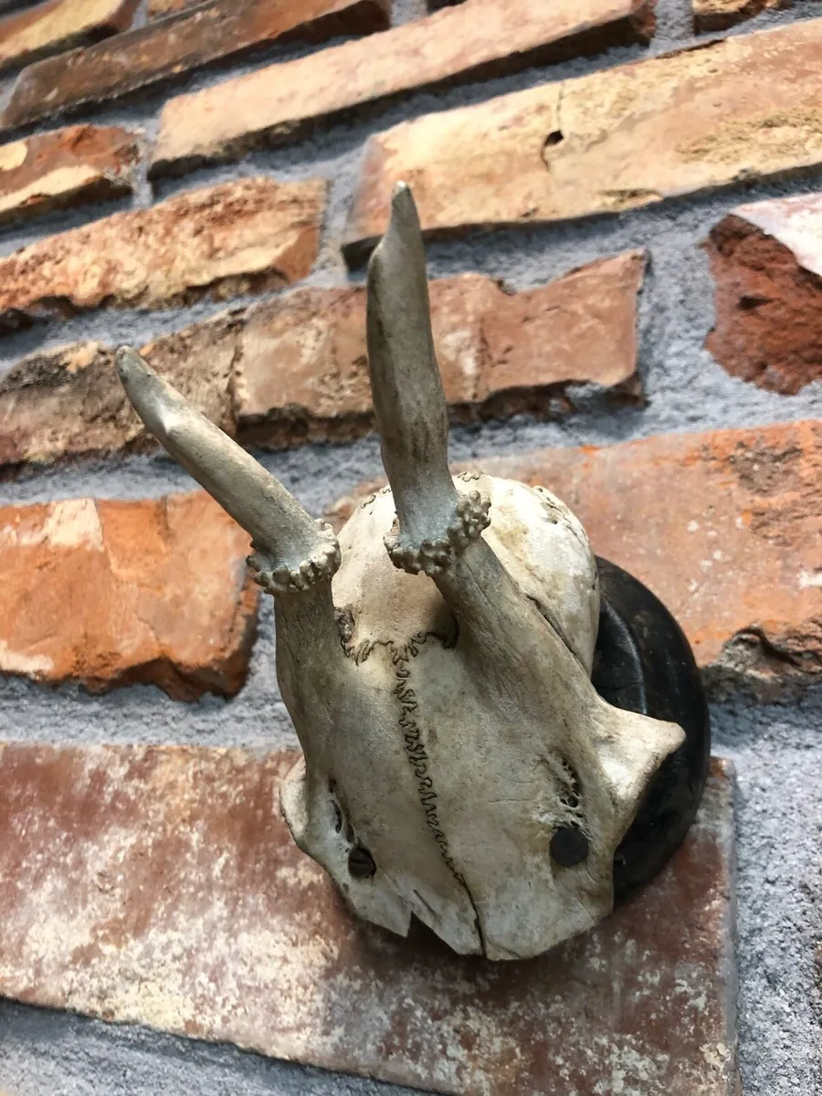 Vintage skull - Image 1