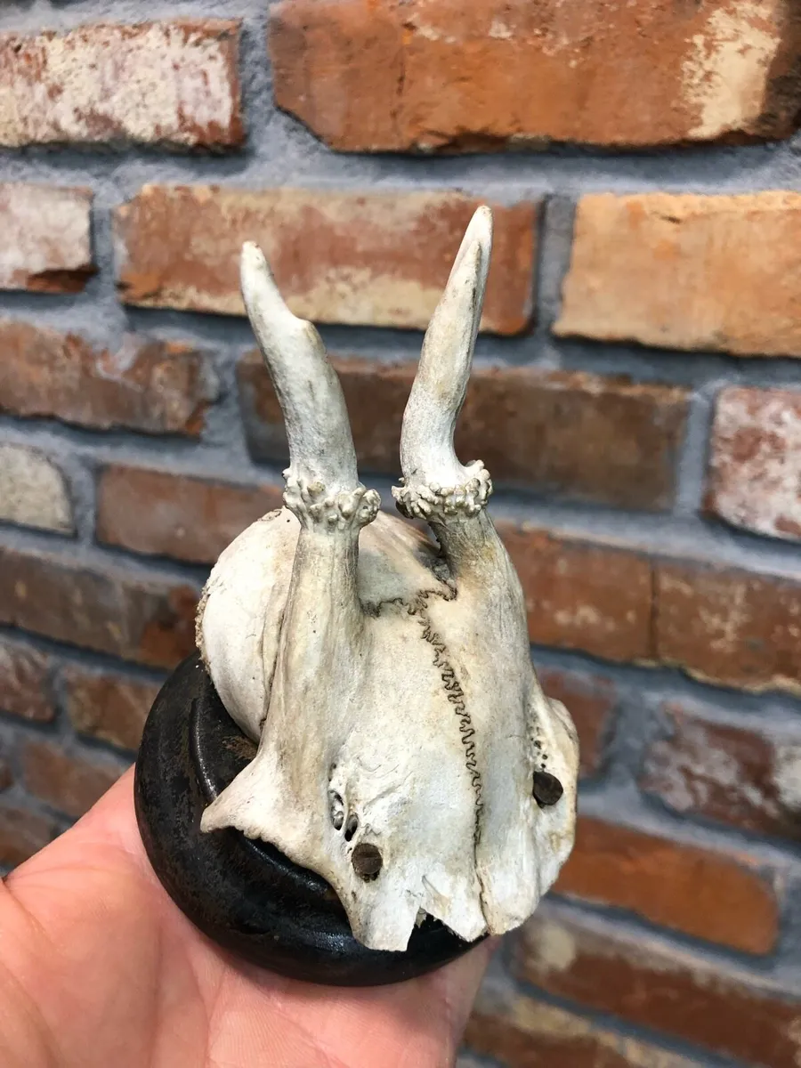Vintage skull - Image 3