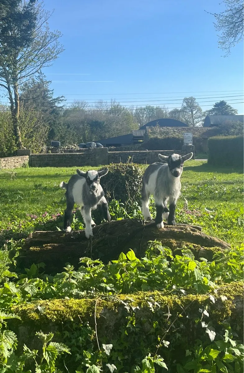 Pygmy goat kids - Image 1