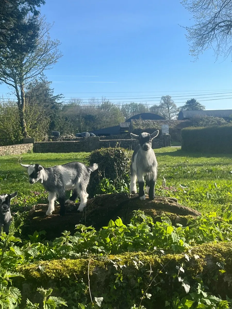 Pygmy goat kids - Image 2
