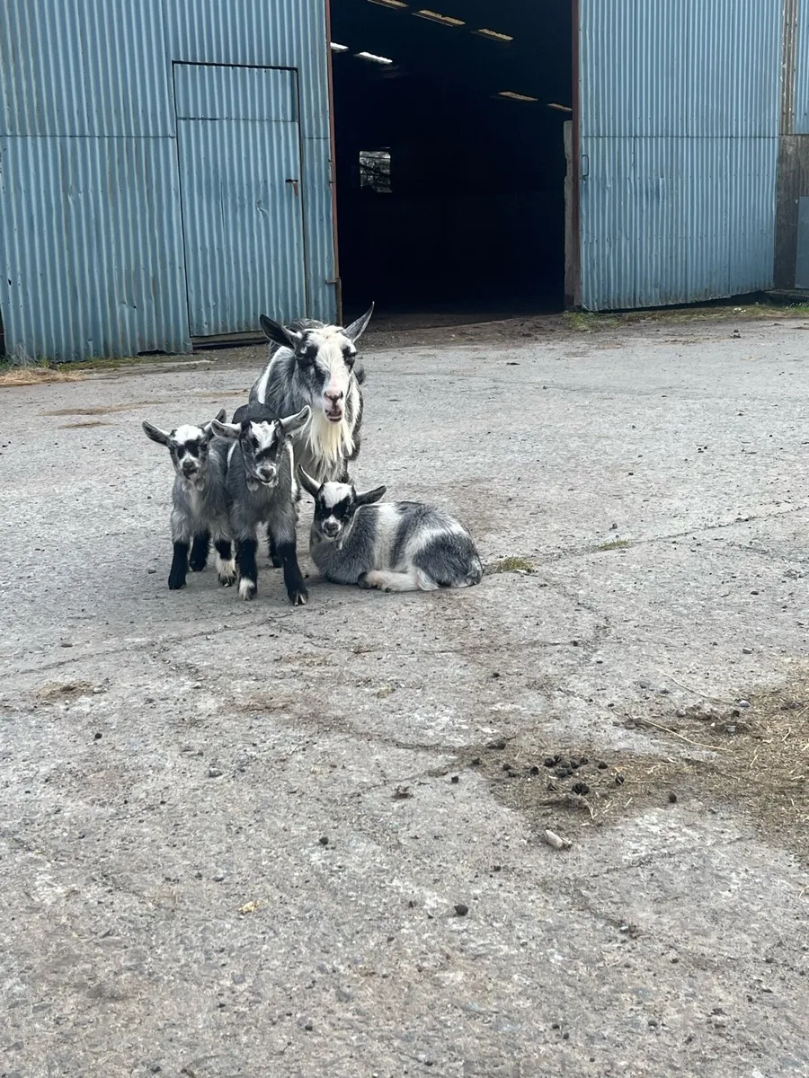 Pygmy goat kids - Image 4
