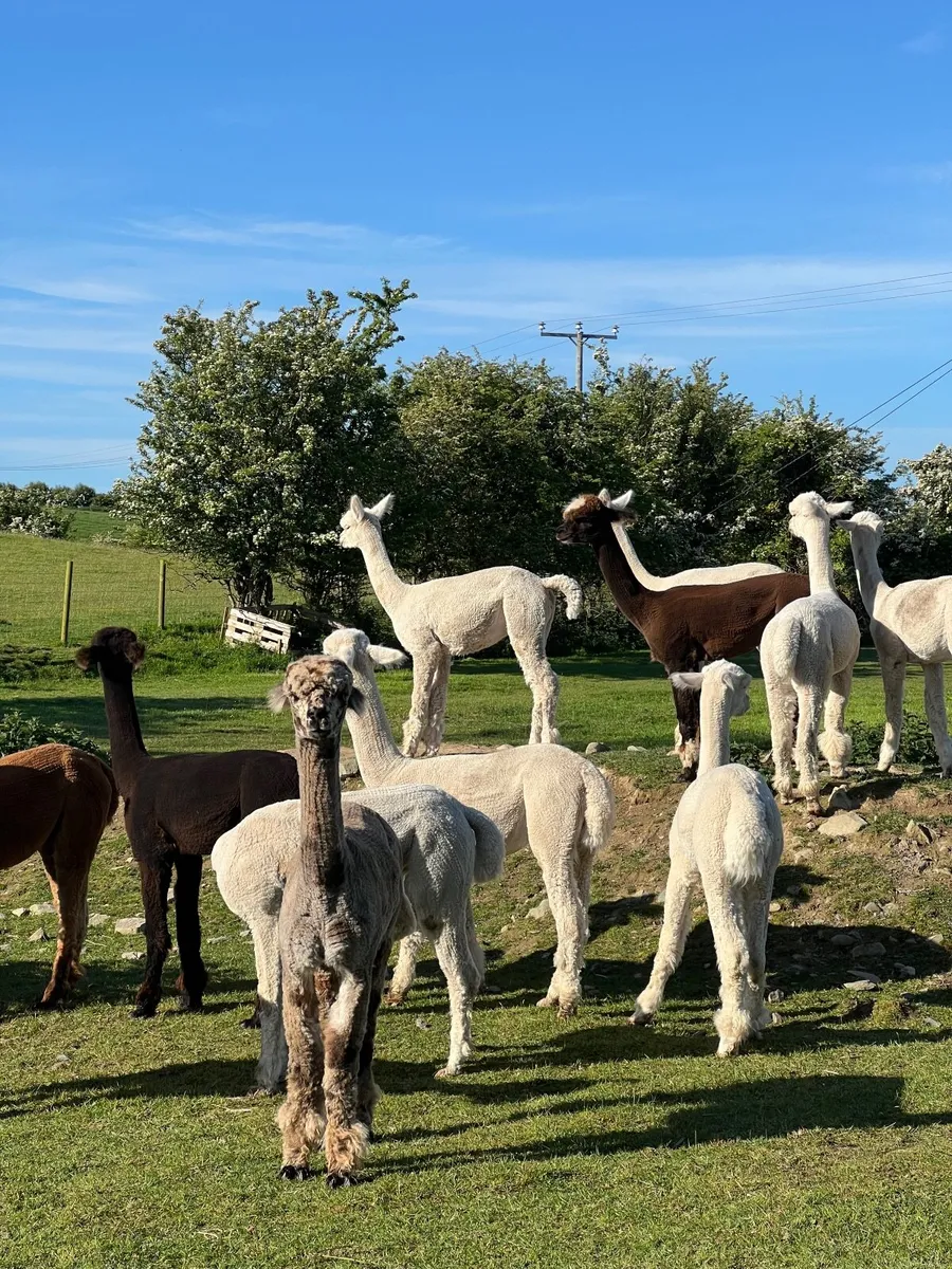 Alpacas looking new 5* homes - Image 2