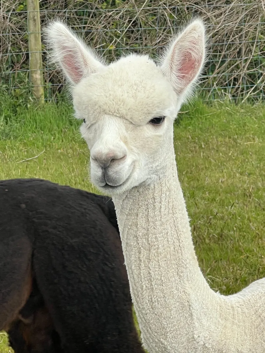 Alpacas looking new 5* homes - Image 3