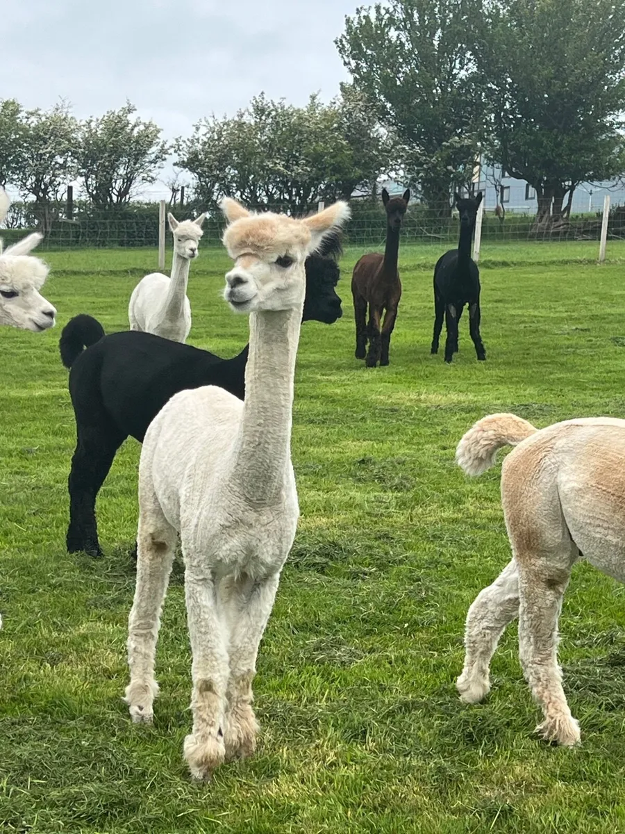 Alpacas looking new 5* homes - Image 4