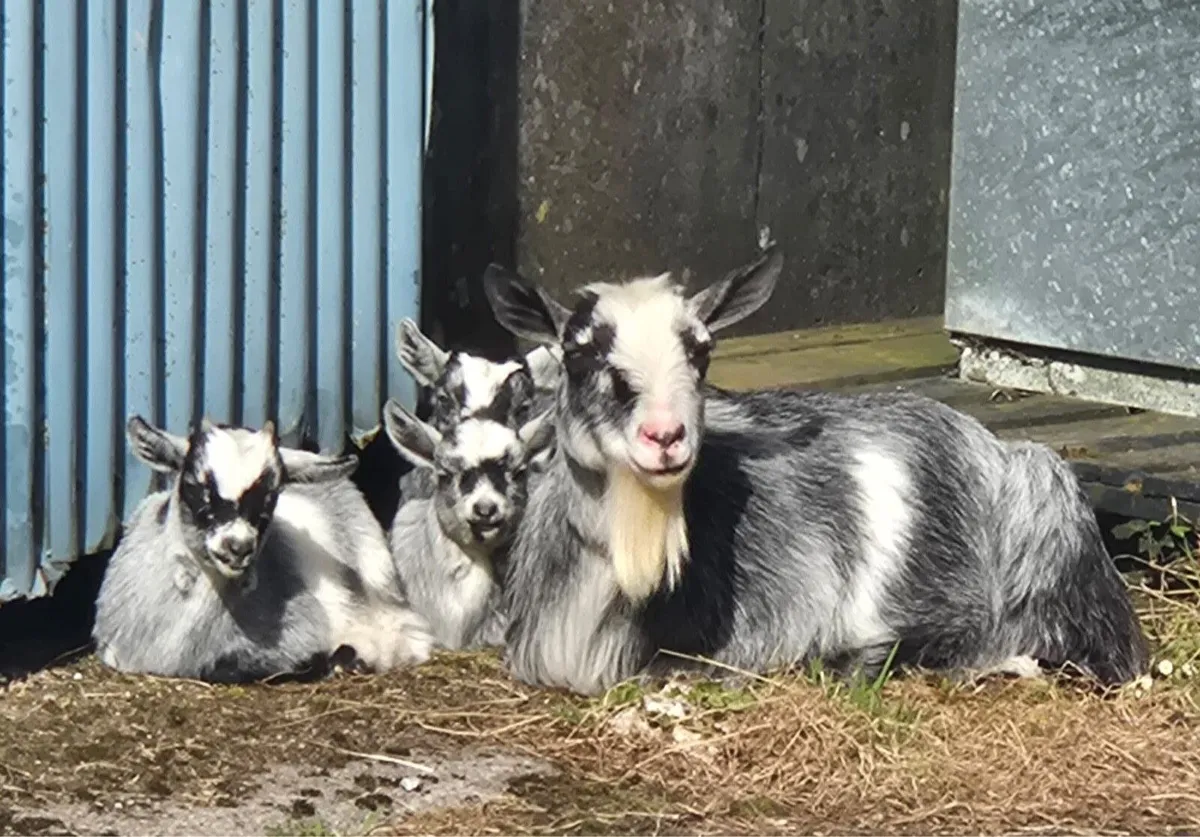 Pygmy goat kids - Image 3