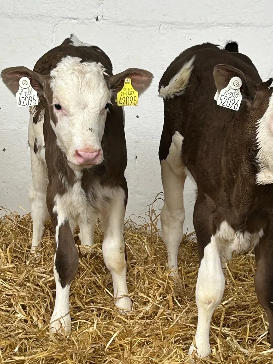 6 TOP QUALITY WELL BRED HEIFER CALVES - Image 2
