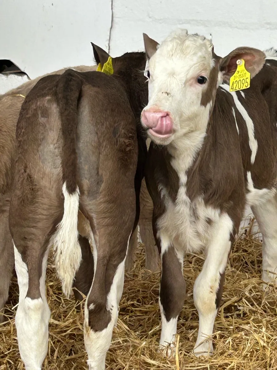 6 TOP QUALITY WELL BRED HEIFER CALVES - Image 3