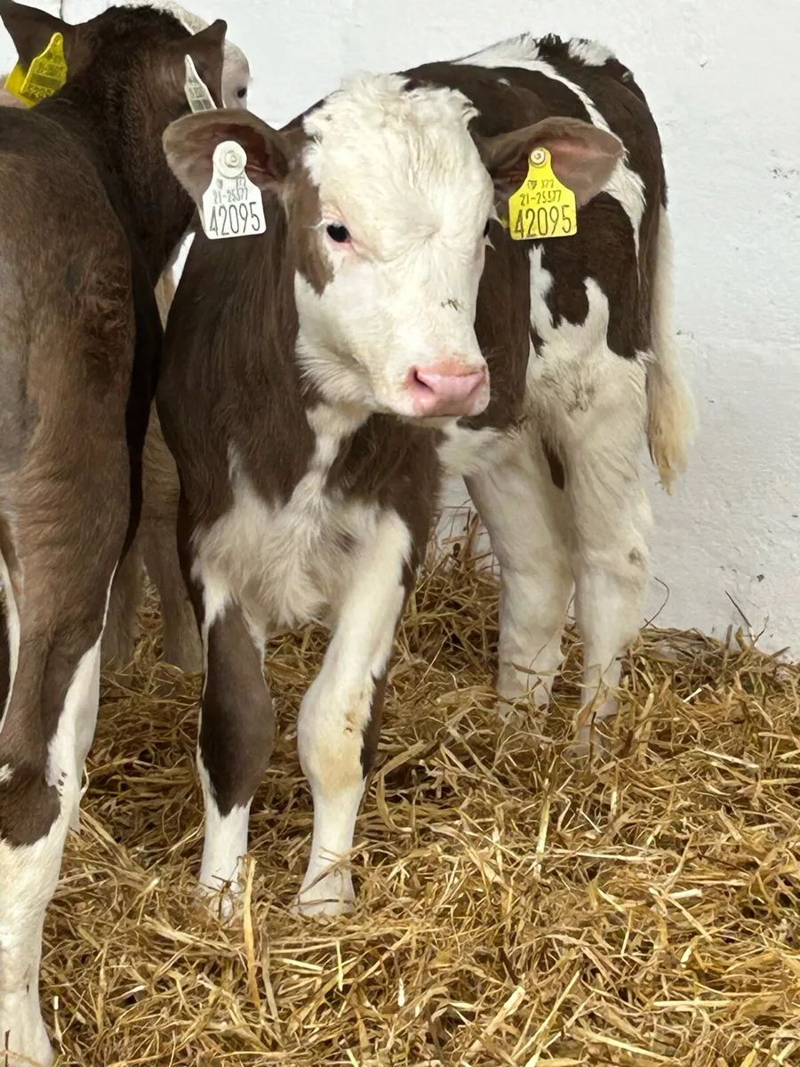 6 TOP QUALITY WELL BRED HEIFER CALVES - Image 4