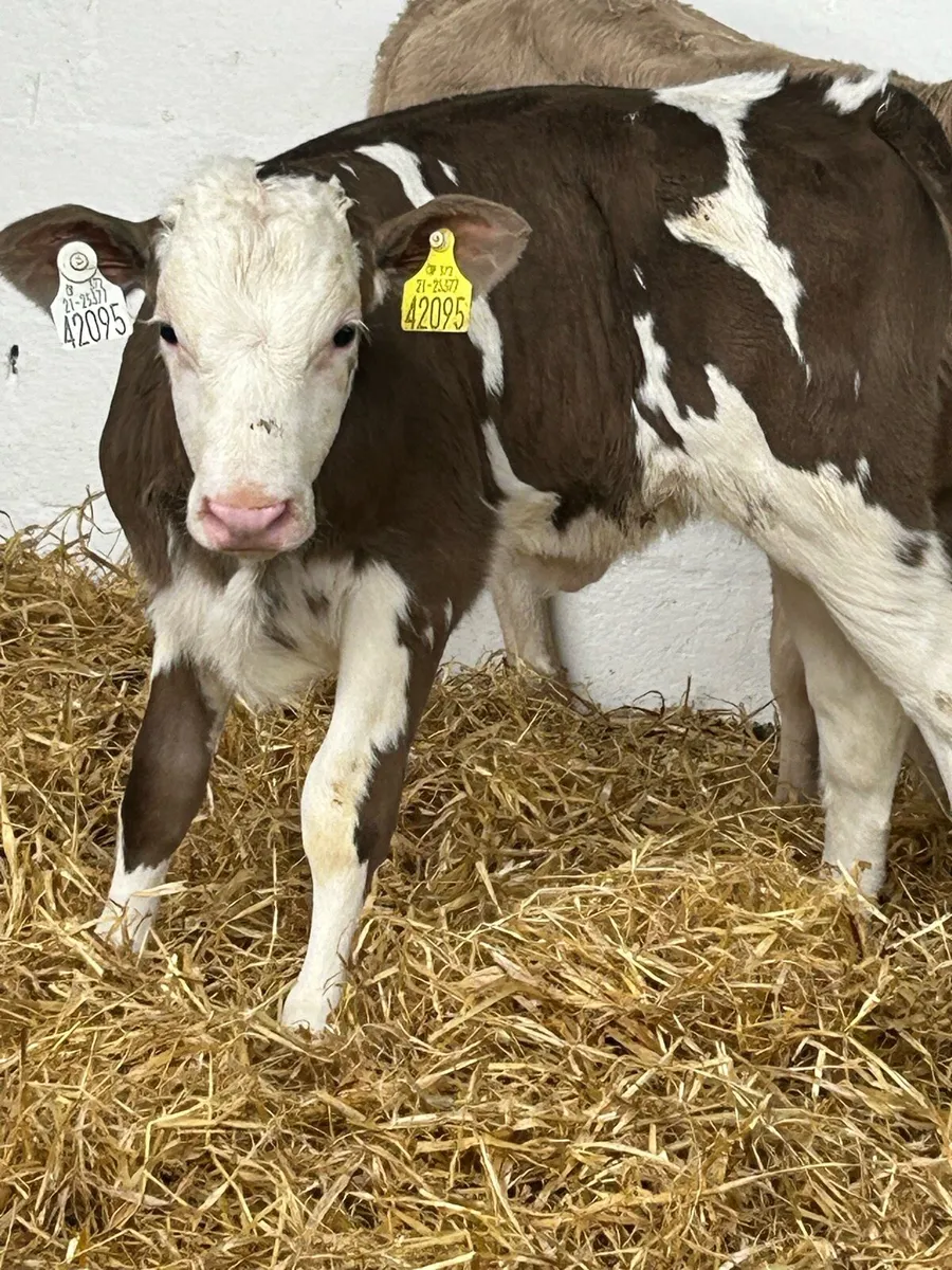 6 TOP QUALITY WELL BRED HEIFER CALVES - Image 1